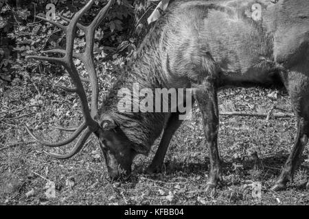 Bull Elk bei der Furche in den Smokies Stockfoto