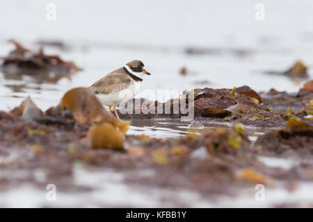 Semipalmated plover (charadrius semipalmatus) Stockfoto