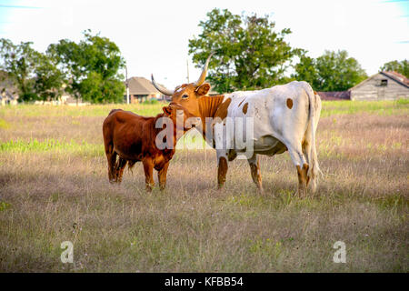 Longhorn Kuh und Kalb in Feld mit Mutter über die Schulter von Kalb Stockfoto