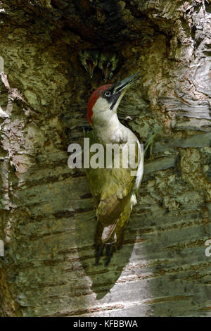 Grünspecht / grünspecht (picus viridis), füttern ihre jungen Küken im Nest hole, Europa. Stockfoto