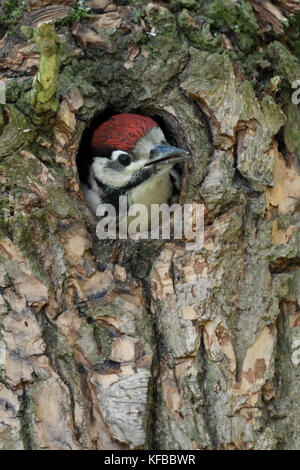 Größere / Buntspecht / buntspecht (Dendrocopos major), juvenile, Küken, die aus dem Nest hole, Europa. Stockfoto