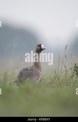 Gans (Anser albifrons), erwachsen, im hohen Gras der Wiese ruhend, den Hals auskurgend. Stockfoto