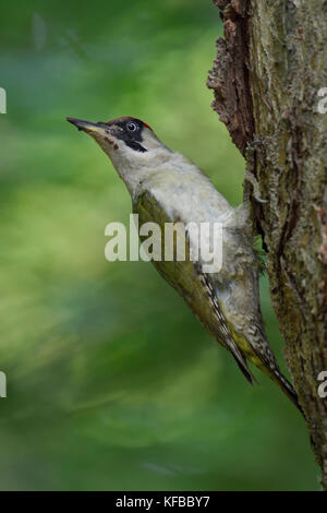 Grünspecht / grünspecht (picus viridis), auf einem Baumstamm sitzend, den Kopf, in der typischen in Pose, Europa. Stockfoto