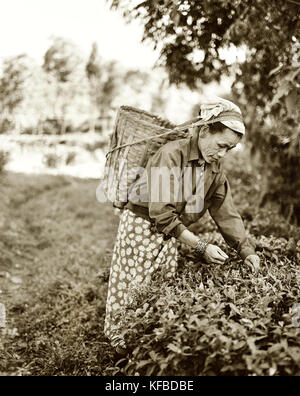 India, West Bengal, weibliche Arbeitnehmer Kommissionierung Teeblätter, ambooti Tea Gardens, kurseong (b&w) Stockfoto