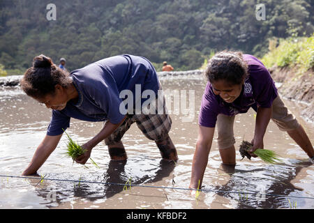 Indonesien, Flores, Frauen von waturaka Dorf pflanze Reis in einem schlammigen Koppel Stockfoto