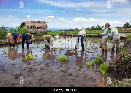 Indonesien, Flores, Frauen pflanze Reis schießt in einem Feld narang Dorf Stockfoto