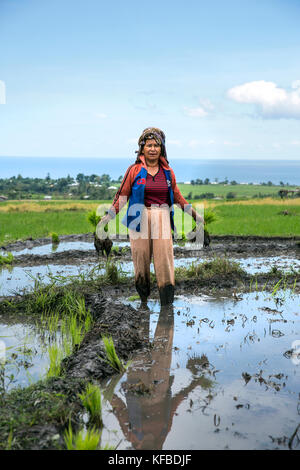 Indonesien, Flores, Porträt einer Frau, die Reis schießt in einem Feld narang Dorf Stockfoto