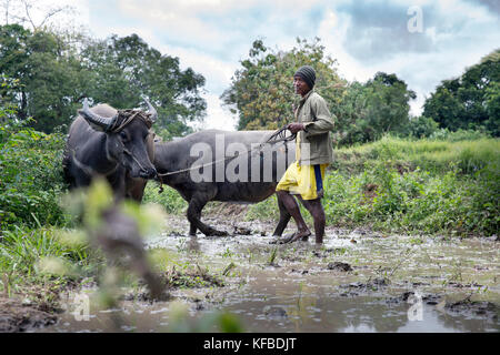 Indonesien, Flores, ein Mann seine Kühe im Kreis durch den Schlamm seiner Paddocks für die Anpflanzung von Reis vorzubereiten, dintor Dorf Stockfoto