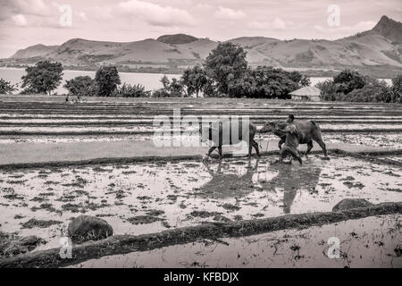 Indonesien, Flores, ein Mann seine Kühe im Kreis durch den Schlamm seiner Paddocks für die Anpflanzung von Reis vorzubereiten, dintor Dorf Stockfoto