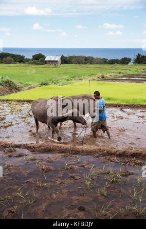 Indonesien, Flores, ein Mann seine Kühe im Kreis durch den Schlamm seiner Paddocks für die Anpflanzung von Reis vorzubereiten, dintor Dorf Stockfoto