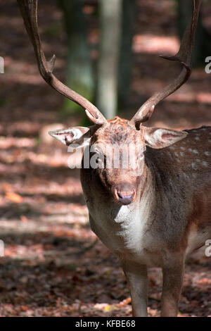 Forest Park namens Obora holedna in Brünn mit sich Rehe und Wildschweine Stockfoto