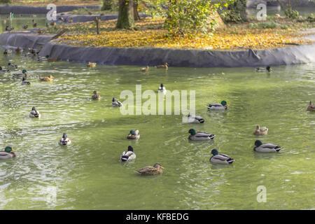 Enten im Teich gibt es viele verschiedene Blumen und Weiden am Ufer mit Filialen fast im Wasser Stockfoto