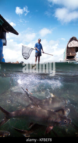 Philippinen. Puerto Princessa, Fisch Farm Manager Ennesto Estrada, Santa Lucia, Stockfoto