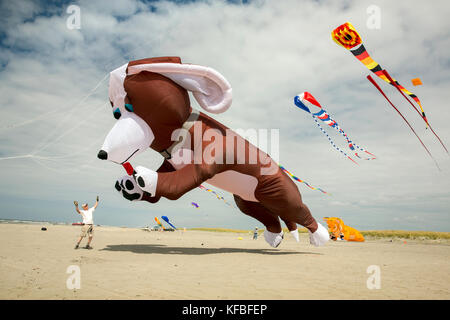 USA, Washington State, Long Beach Halbinsel, International Kite Festival, ein Mann wird mit seinem riesigen Hund Drachen sprang Stockfoto