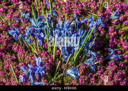 Iris reticulata Harmony ragt aus der Erica carnea Erddeckelfeder hervor Stockfoto