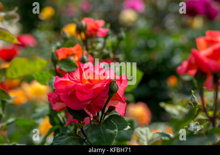 Bunte Rosen im Französischen Garten Stockfoto