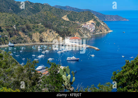 Blick über die in Avalon Bay verankerten Boote und die Küste auf Santa Catalina Island, Kalifornien, USA Stockfoto