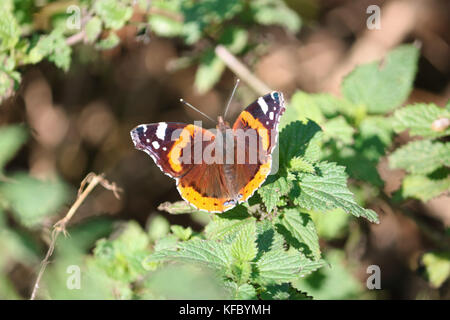 Goring Beach, West Sussex, UK. 27. Oktober 2017. Eine rote Admiral Schmetterling Aalen in strahlendem Sonnenschein auf einer Brennessel in Goring Beach, West Sussex, UK. Credit: Julia Gavin/Alamy leben Nachrichten Stockfoto