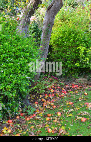 Bristol, UK. 27. Oktober 2017. Der britische Wetter. Auf einem sehr milden und sonnigen Tag Ende Oktober, Äpfel sind noch von einem Baum in einem hinteren Garten fallen in der Stadt Bristol. Robert timoney/alamy leben Nachrichten Stockfoto