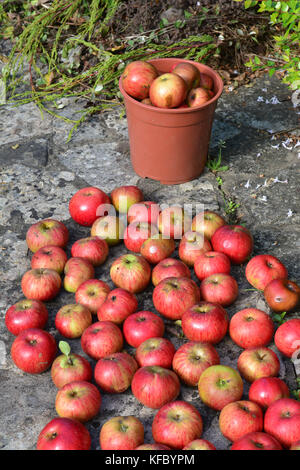 Bristol, UK. 27. Oktober 2017. Der britische Wetter. Auf einem sehr milden und sonnigen Tag Ende Oktober, Äpfel sind noch von einem Baum in einem hinteren Garten fallen in der Stadt Bristol. Robert timoney/alamy leben Nachrichten Stockfoto