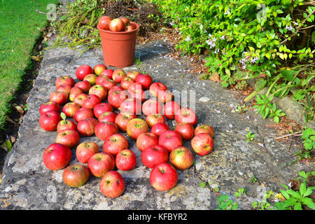 Bristol, UK. 27. Oktober 2017. Der britische Wetter. Auf einem sehr milden und sonnigen Tag Ende Oktober, Äpfel sind noch von einem Baum in einem hinteren Garten fallen in der Stadt Bristol. Robert timoney/alamy leben Nachrichten Stockfoto