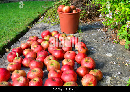 Bristol, UK. 27. Oktober 2017. Der britische Wetter. Auf einem sehr milden und sonnigen Tag Ende Oktober, Äpfel sind noch von einem Baum in einem hinteren Garten fallen in der Stadt Bristol. Robert timoney/alamy leben Nachrichten Stockfoto