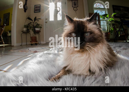 A Himalayan siamesische Katze selbst genießen und Festlegung über in einem Haus. Stockfoto