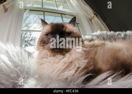 A Himalayan siamesische Katze selbst genießen und Festlegung über in einem Haus. Stockfoto