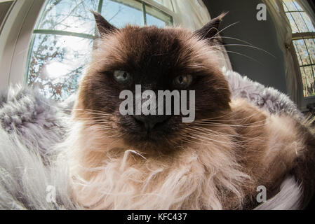 A Himalayan siamesische Katze selbst genießen und Festlegung über in einem Haus. Stockfoto
