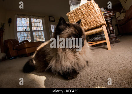 A Himalayan siamesische Katze selbst genießen und Festlegung über in einem Haus. Stockfoto