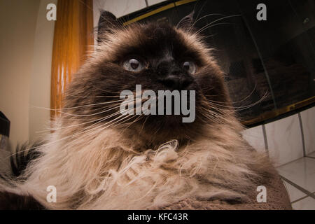 Eine schöne Himalayan siamesische Katze im Wohnzimmer. Stockfoto