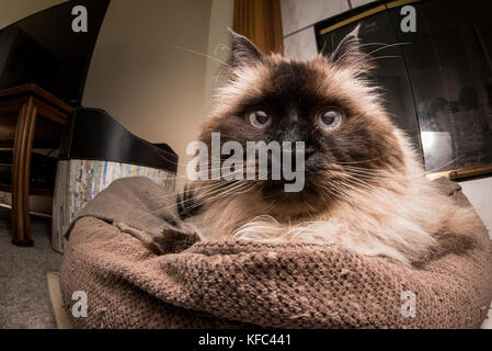 Eine schöne Himalayan siamesische Katze im Wohnzimmer. Stockfoto