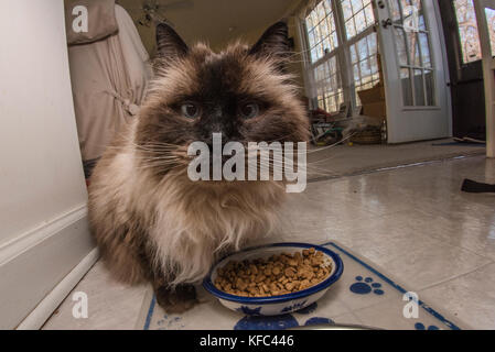 A Himalayan siamesische Katze stehend über seine volle Schüssel von Katzenfutter. Stockfoto