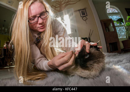 A Himalayan siamesische Katze beschäftigt sich mit der Aufmerksamkeit des Besitzers. Stockfoto