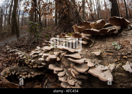 Regal Pilze wachsen auf einen umgestürzten Baum in Georgia, USA. Stockfoto