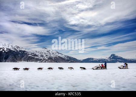 Usa, Alaska, Juneau, die Hundeschlitten durch mehrere Hunde über die Juneau eis Feld gezogen wird, Hubschrauber Hundeschlitten Tour führt Sie über die taku Glacier fliegt zu Stockfoto