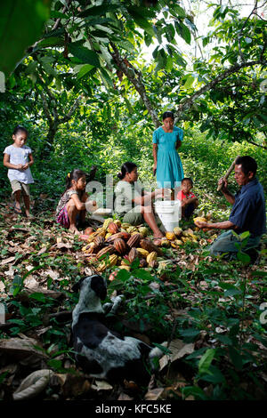 Belize, Punta Gorda, Toledo District, Landwirtschaft Kakao mit der Peck und MES-Familien in der maya Dorf von San Jose Stockfoto