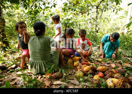 Belize, Punta Gorda, Toledo District, Landwirtschaft Kakao mit der Peck und MES-Familien in der maya Dorf von San Jose Stockfoto