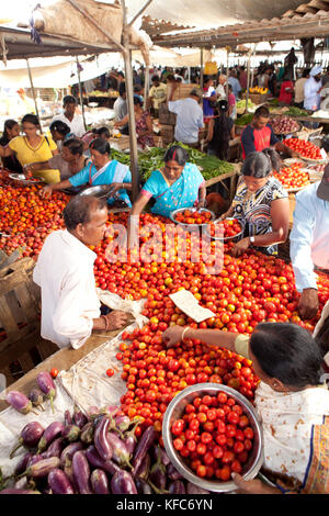 Mauritius, flacq, die größte Open-Air-Markt in Mauritius, flacq Markt, Kauf von frischen Tomaten Stockfoto