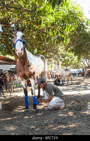 Mexiko, San Pancho, San Francisco, La patrona Polo Club, ein junger Mann bereitet die Pferde für den Nachmittag Gleichen Stockfoto