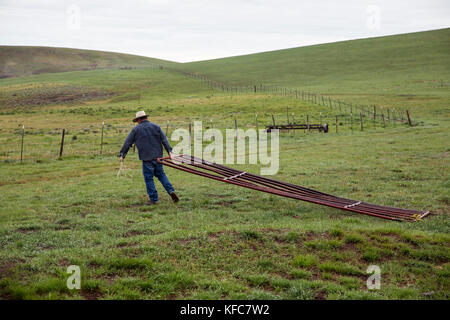 Usa, Oregon, Enterprise, Cowboy und rancher Todd Nash schleppt ein Zaun Tor durch eine Wiese Stockfoto