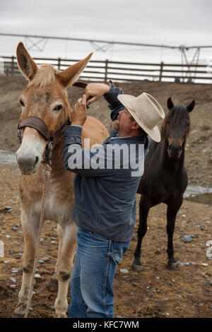 Usa, Oregon, Enterprise, Cowboy und rancher Todd Nash sammelt sein maultier am Snyder Ranch der Almabtrieb im Nordosten Oregon Stockfoto