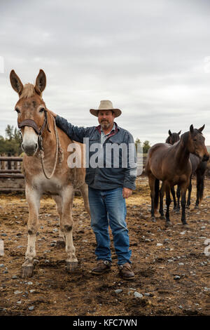 Usa, Oregon, Enterprise, Cowboy und rancher Todd Nash sammelt sein maultier am Snyder Ranch der Almabtrieb im Nordosten Oregon Stockfoto