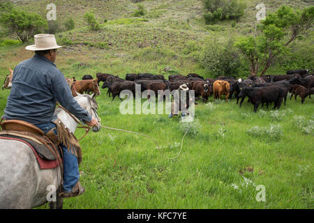 Usa, Oregon, Joseph, Cowboys todd Nash und Cody Ross Seil und die Arbeit an einem Kalb in den Canyon bis Big Sheep Creek im Nordosten Oregon Stockfoto