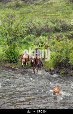 Usa, Oregon, Joseph, cowboy Cody Ross reitet zwar Big Sheep Creek nach dem Umzug Rinder im Regen, im Nordosten Oregon Stockfoto