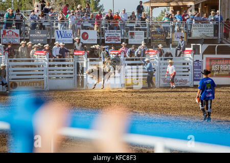 Usa, Oregon, Schwestern, Schwestern Rodeo Cowboys reiten eine 2.000 Pfund Stier mit praktisch keine Kontrolle für so lange Sie können Stockfoto