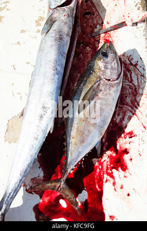 BERMUDA. Hamilton Parish. Ein einheimischer Fischer mit dem Fang von schwarzem Thun und König Makrele. Er ist die Reinigung der Fische und den Verkauf an Marcus' Restaurant Stockfoto