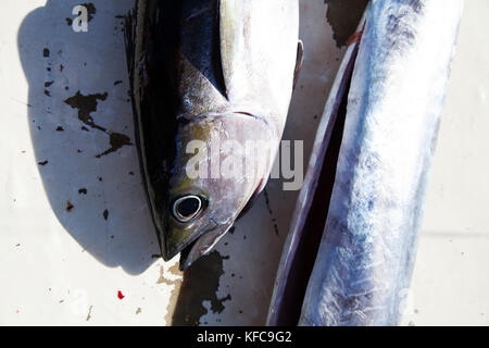 BERMUDA. Hamilton Parish. Ein einheimischer Fischer mit dem Fang von schwarzem Thun und König Makrele. Er ist die Reinigung der Fische und den Verkauf an Marcus' Restaurant Stockfoto