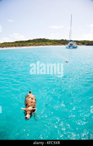 EXUMA, Bahamas. Schwimmen Schweine am grossen Major Cay. Stockfoto