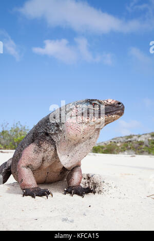 EXUMA, Bahamas. Leguane auf Guana Cay. Stockfoto